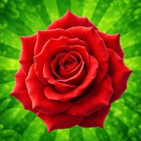 The Flowers